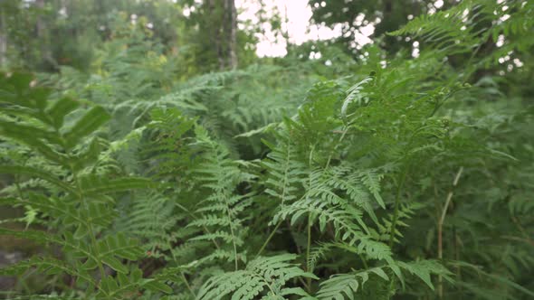 Slider shot: beautiful forest ferns in thick forest vegetation