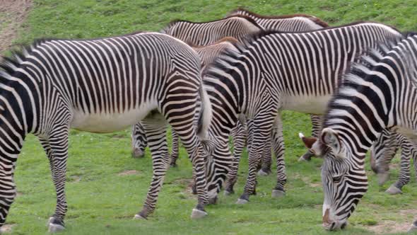 Herd of The Grevy's zebra (Equus grevyi) grazing on green grass