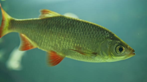 Freshwater Fishes Swimming in an Aquarium, Including Carps, Sturgeons, and Common Rudds in Front.