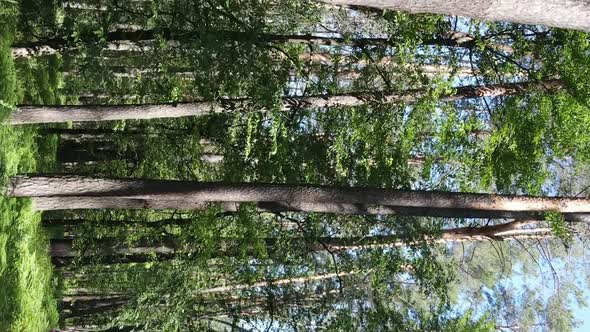 Vertical Video Aerial View Inside a Green Forest with Trees in Summer