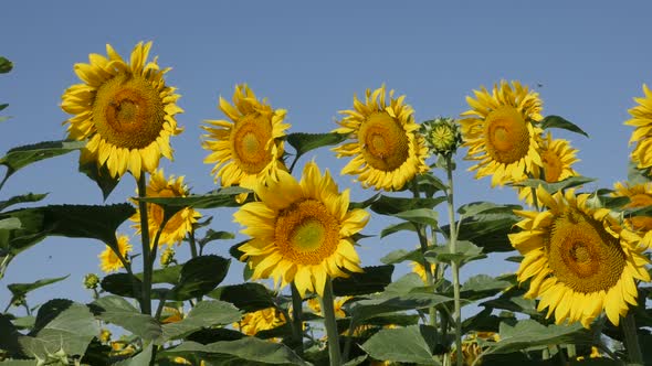 Panning on sunflower Helianthus annuus plant slow-mo footage