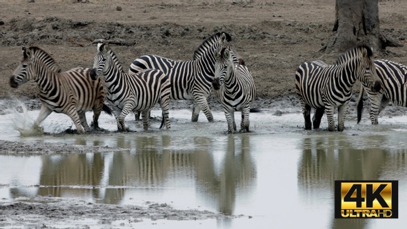 Zebra Drinking From Mud Pool