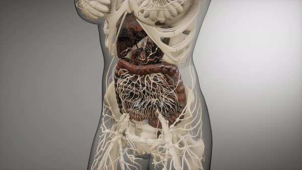 Human Digestive System Parts and Functions