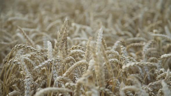 Background of Golden Wheat Field