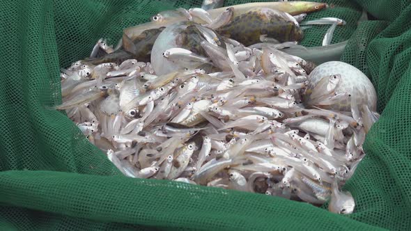 Close Shot of a Fisherman's Fishing Net Filled with Fresh Fish