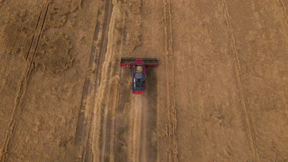 Combine Harvester Working In The Field.