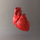 Realistic Human Heart 3D Model Heart - 3DOcean Item for Sale