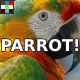 Ara Parrot Squawks