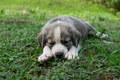 Puppy Sleeping - PhotoDune Item for Sale