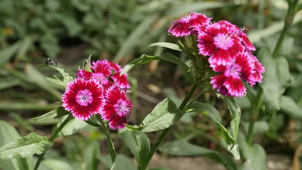 Spring flower Sweet William Dianthus barbatus 4K video