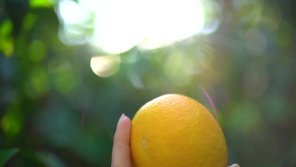 Female Hand Holding a Juicy Tangerine or Orange on the Background of Sunny Glare