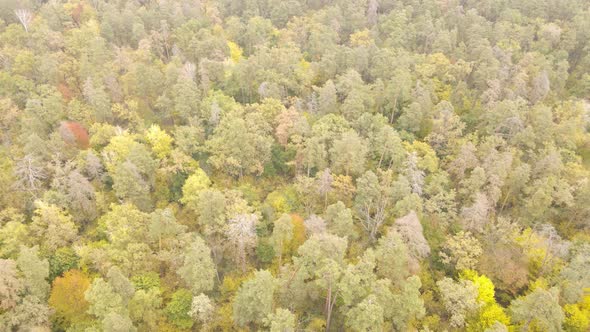 Forest with Trees in an Autumn Day