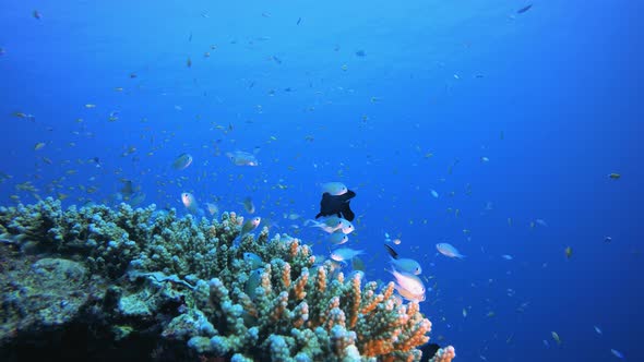 Blue-Green Fish and Sea Coral Reef. 