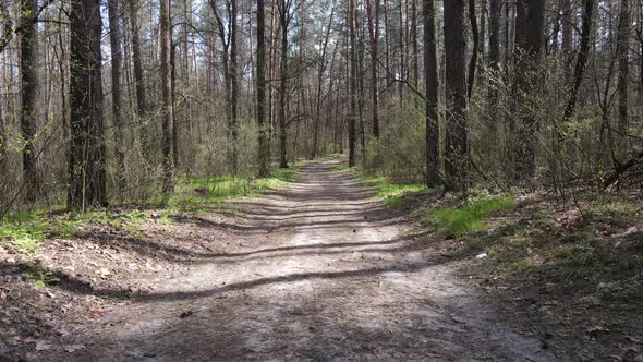 Road in the Forest During the Day Slow Motion