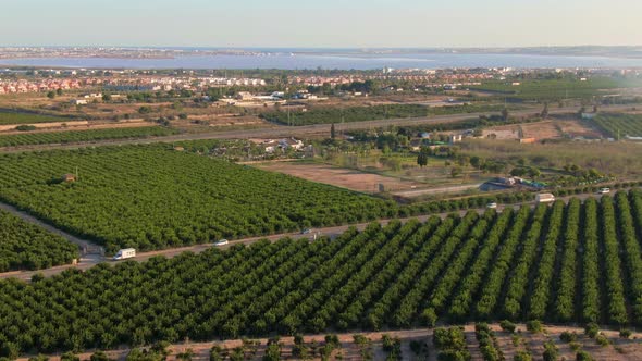 Green Citrus Orange Farm Fields Near Algorfa, Spain.