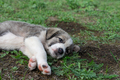 Cute Puppy - PhotoDune Item for Sale