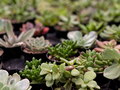 Single Succulent Plants on a table depth of field - PhotoDune Item for Sale