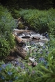 Mountain Creek With Flowers - PhotoDune Item for Sale