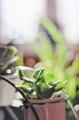 Small Hanging Potted Plant - PhotoDune Item for Sale