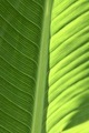 Banana Leaf - PhotoDune Item for Sale