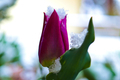 Snow Covered Tulip - PhotoDune Item for Sale