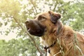 Dog Outdoors - PhotoDune Item for Sale