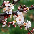Spring flowers - PhotoDune Item for Sale