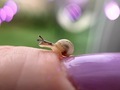 Snail Shell mollusc purple light - PhotoDune Item for Sale