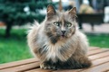 Cat mammal  - PhotoDune Item for Sale