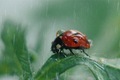 Rain bugs  - PhotoDune Item for Sale