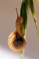 Snail shell  - PhotoDune Item for Sale