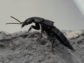 Insect tasgius ater - PhotoDune Item for Sale