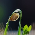 Shell snail  - PhotoDune Item for Sale