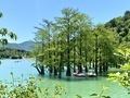 Cypress  - PhotoDune Item for Sale
