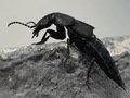 Dark insect tasgius ater - PhotoDune Item for Sale