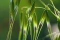 Grass - PhotoDune Item for Sale