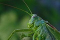 Green insect  - PhotoDune Item for Sale