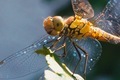 Insect  - PhotoDune Item for Sale