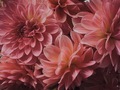 Soft Dahlias nestled together in the early morning light of a window make for a great background  - PhotoDune Item for Sale