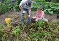 Father and son harvesting potatoes. Ecological gardening.  - PhotoDune Item for Sale
