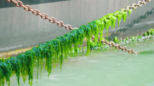 Chains Covered with Algal Blooming on Venetian Waterways