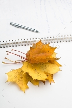 Autumn maple leaves on white page of notebook with pen