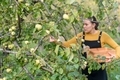 Woman picking apples from tree - PhotoDune Item for Sale