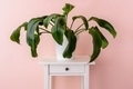 Home potted plant on table - PhotoDune Item for Sale