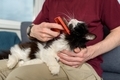 Man brushing his cat - PhotoDune Item for Sale