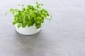Microgreens of radish in pot - PhotoDune Item for Sale