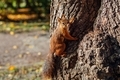 Squirrel on tree in park - PhotoDune Item for Sale