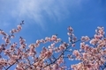 Blooming cherry tree with flowers - PhotoDune Item for Sale