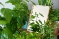 Apartment corner with many home plants and mirror - PhotoDune Item for Sale