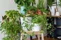 Apartment corner with many home plants - PhotoDune Item for Sale